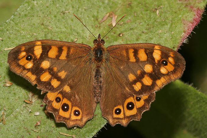 Waldbrettspiel (Pararge aegeria aegeria) <br> S�deurop. Form