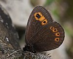 Rundaugen Mohrenfalter (Erebia medusa) [2423 views]