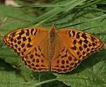 Kaisermantel (Argynnis paphia) ♀ [2787 views]