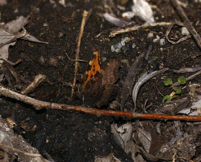 Gro�er Fuchs (Nymphalis polychloros)