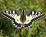 Schwalbenschwanz (Papilio machaon) [3987 views]