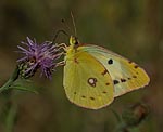 Goldene Acht (Colias Hyale) [3351 views]