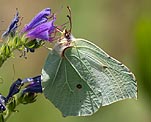 Zitronenfalter (Gonepteryx rhamni) ♀ [2653 views]