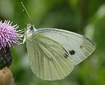 Rapsweissling (Pieris napi) [3367 views]