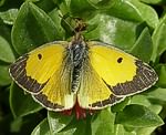 Postillion (Colias croceus) [3313 views]