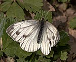 Rapsweissling (Pieris napi) [2968 views]