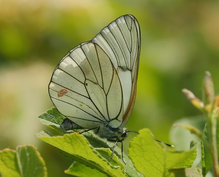 Baumwei�ling (Aporia crataegi)