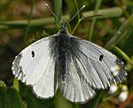 Aurorafalter (Anthocharis cardamines) ♀ [2871 views]