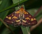 Purpurroter Z�nsler (Pyrausta purpuralis) [3439 views]