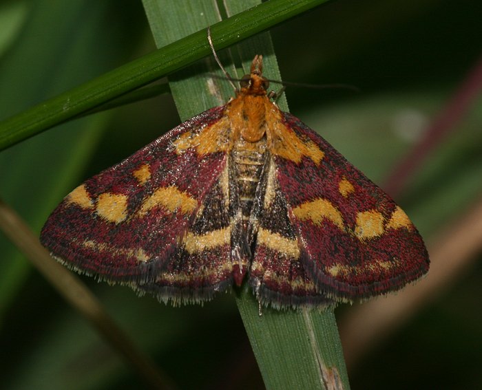 Purpurroter Z�nsler (Pyrausta purpuralis)