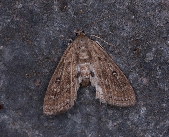 (Parapoynx stratiotata)