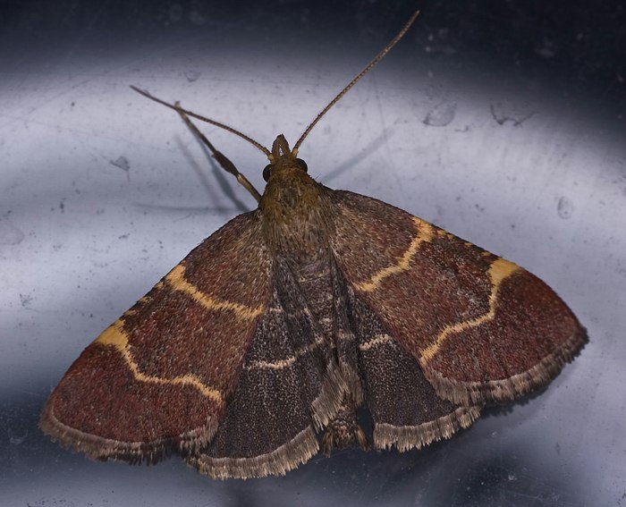 (Herculia rubidalis)