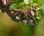 (Pyrausta obfuscata) [2506 views]