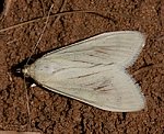 M�hrenz�nsler (Sitochroa palealis) [2647 views]