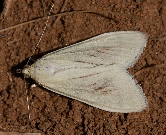 M�hrenz�nsler (Sitochroa palealis)