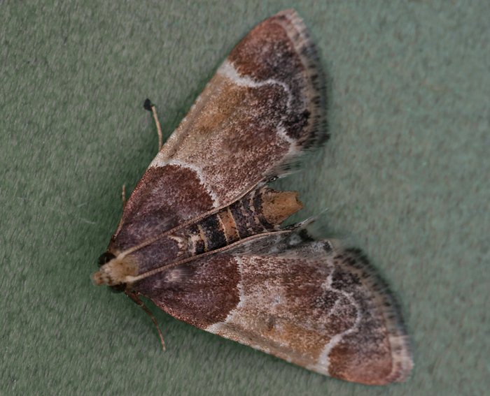 Mehlz�nsler (Pyralis farinalis)