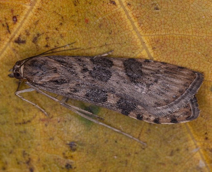 Wanderz�nsler (Nomophila noctuella)