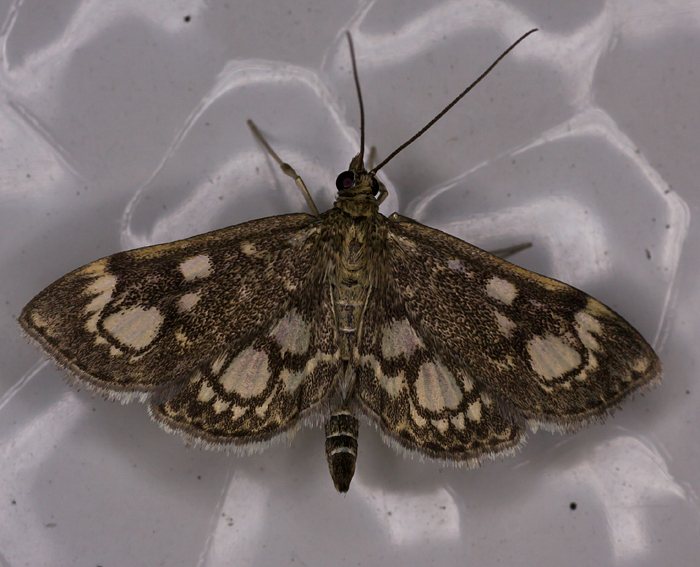 Holunderz�nsler (Phlyctaenia coronata)