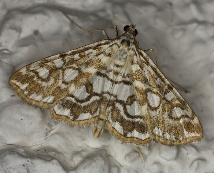 Laichkraut-Z�nsler (Elophila nymphaeata)