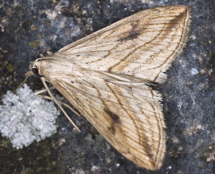 Kohlz�nsler (Evergestis forficalis)