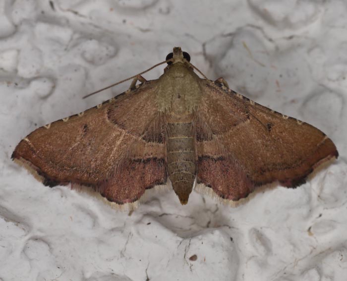 Geflammter Kleinz�nsler (Endotricha flammealis)