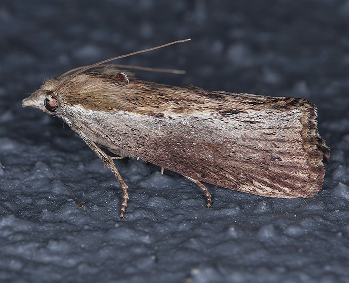 Gro�e Wachsmotte (Galleria mellonella)