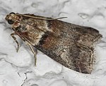 (Acrobasis consociella) [2062 views]