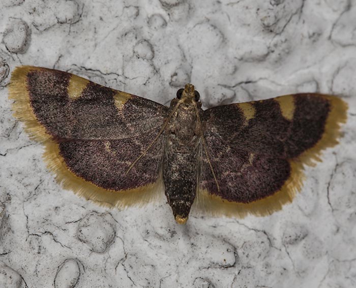 Heuz�nsler (Hypsopygia costalis)