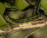 Buchsbaum-Z�nsler (Cydalima perspectalis) Raupe [1653 views]