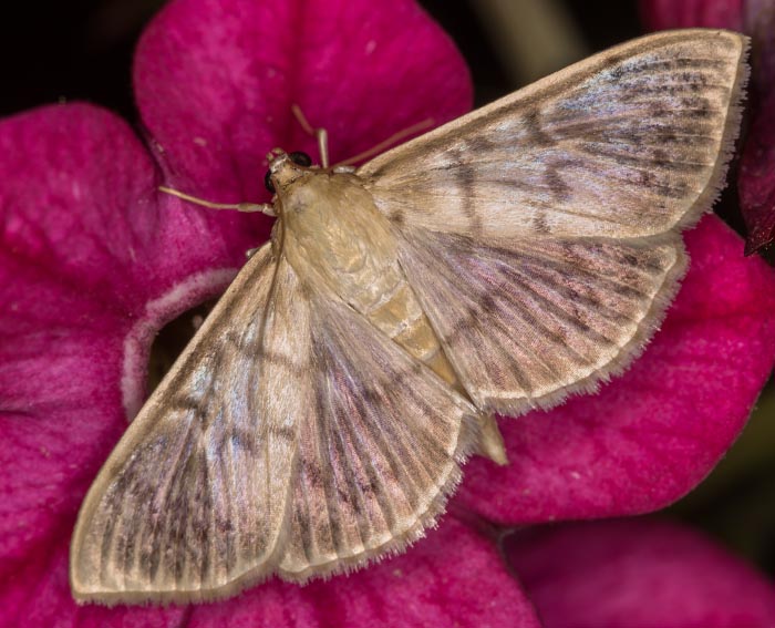 Nesselz�nsler (Pleuroptya ruralis)