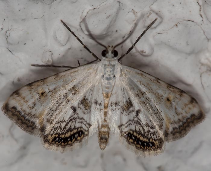 Wasserlinsenz�nsler (Cataclysta lemnata)