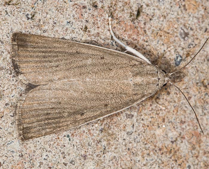 Gro�er Rohrkolbenz�nsler (Calamotropha paludella)