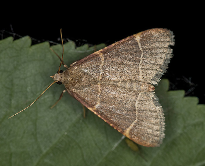 (Orthopygia glaucinalis)