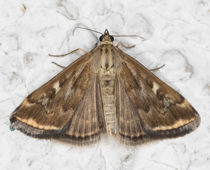 R�benz�nsler (Loxostege sticticalis)