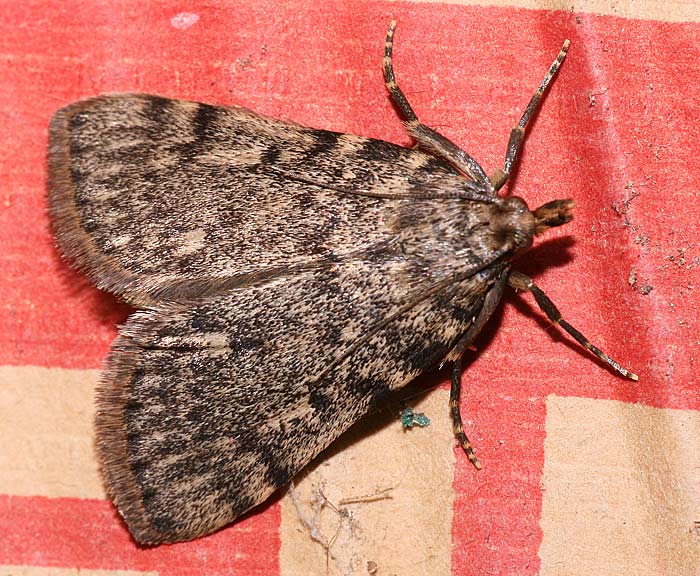 Fettz�nsler (Aglossa pinguinalis)