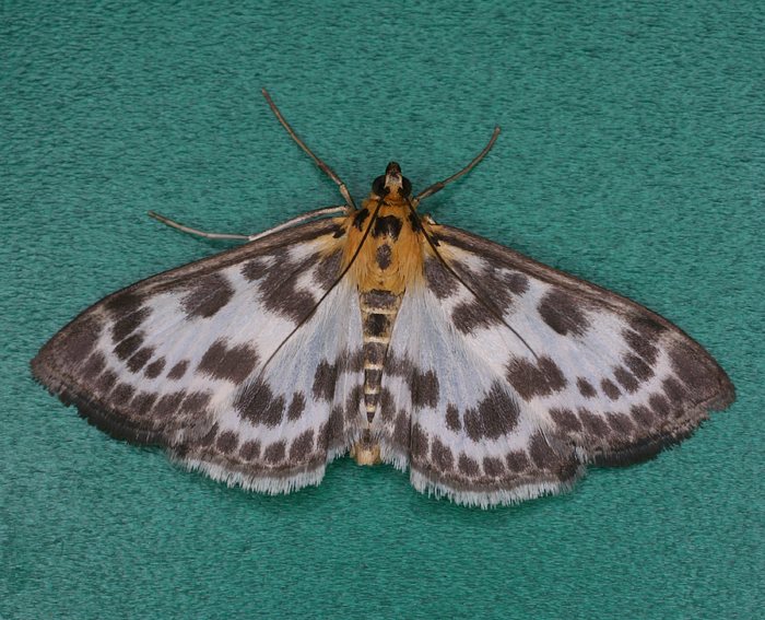 Brennnesselz�nsler (Eurrhypara hortulata)