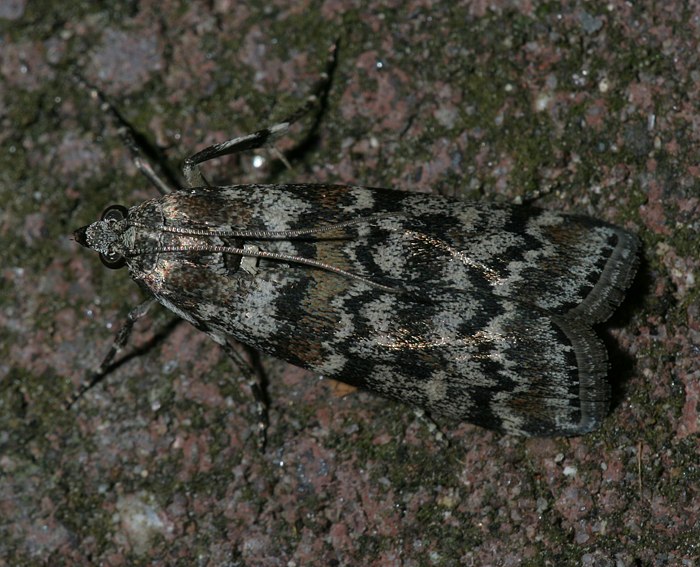 Kiefern-Harzz�nsler (Dioryctria sylvestrella)