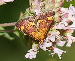 Goldz�nsler (Pyrausta aurata) [3469 views]