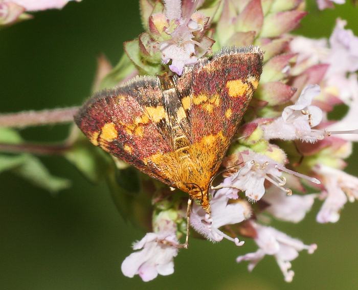 Goldz�nsler (Pyrausta aurata)