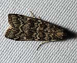 Fichtenzapfenz�nsler (Dioryctria abietella) [2985 views]