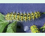 Kleines Nachtpfauenauge (Saturnia pavonia) Raupe [3113 views]