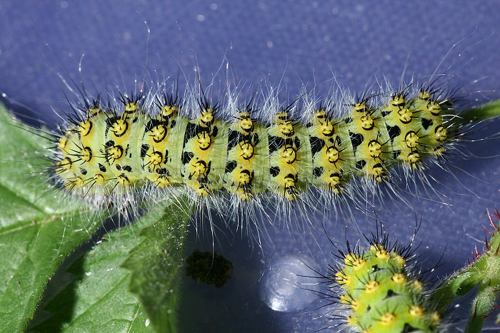 Kleines Nachtpfauenauge (Saturnia pavonia) Raupe
