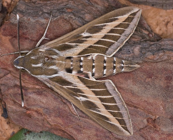 Linienschw�rmer (Hyles livornica)