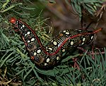 Wolfsmilchschw�rmer (Hyles euphorbiae) Raupe [2661 views]
