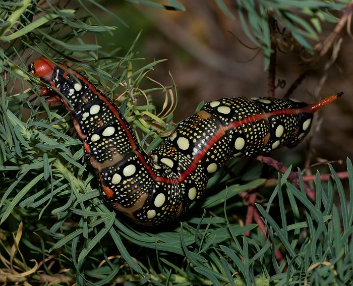 Wolfsmilchschw�rmer (Hyles euphorbiae) Raupe