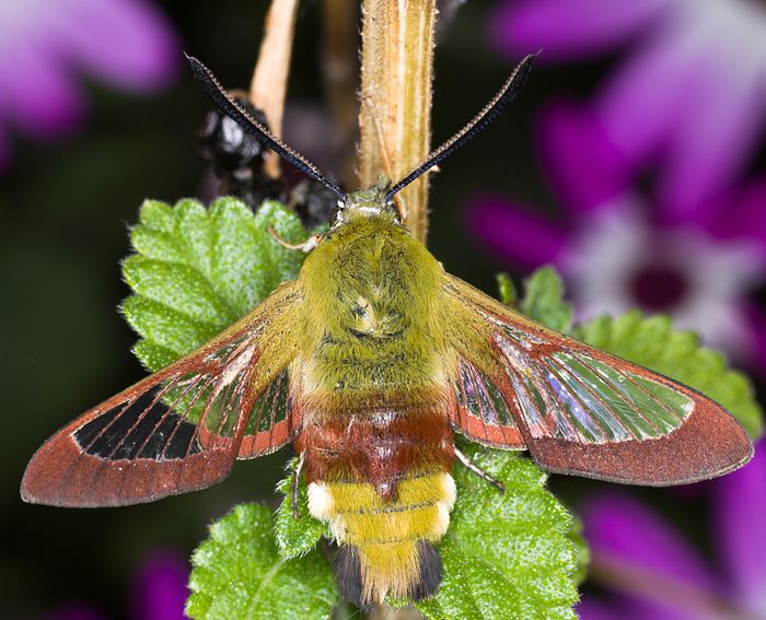 Hummelschw�rmer (Hemaris fuciformis)