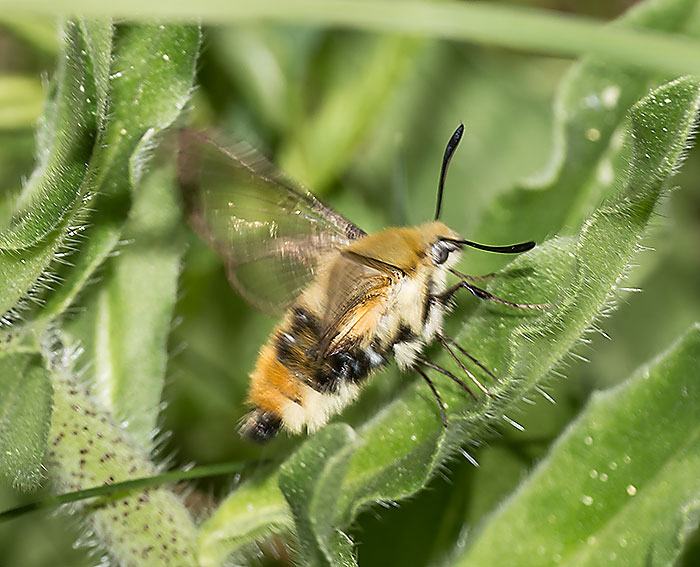 Skabiosenschw�rmer (Hemaris tityus)