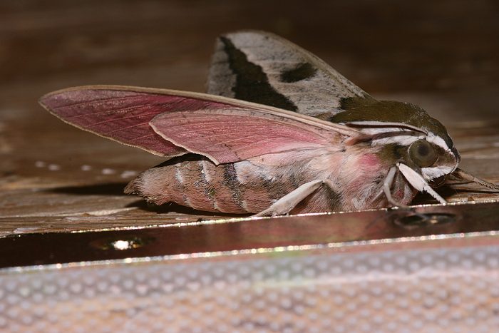 Wolfsmilchschw�rmer (Hyles euphorbiae)