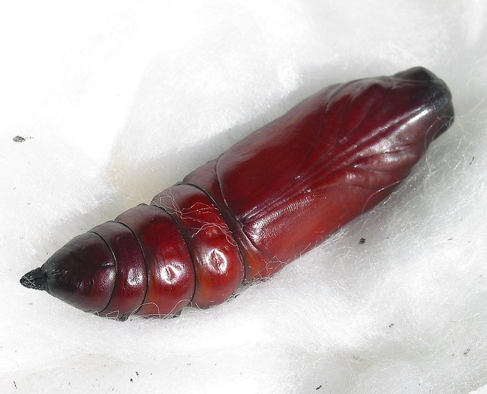 Totenkopfschw�rmer (Acherontia atropos) Puppe