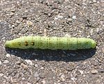 Kleiner Weinschw�rmer (Deilephila porcellus) Raupe [3661 views]